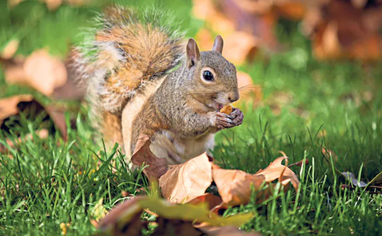 keep squirrels out of the garden_4e3f0f8c fbca 46e3 9fb0 7201fbbe4540
