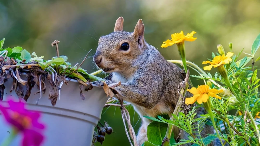How To Keep Squirrels Out Of The Garden