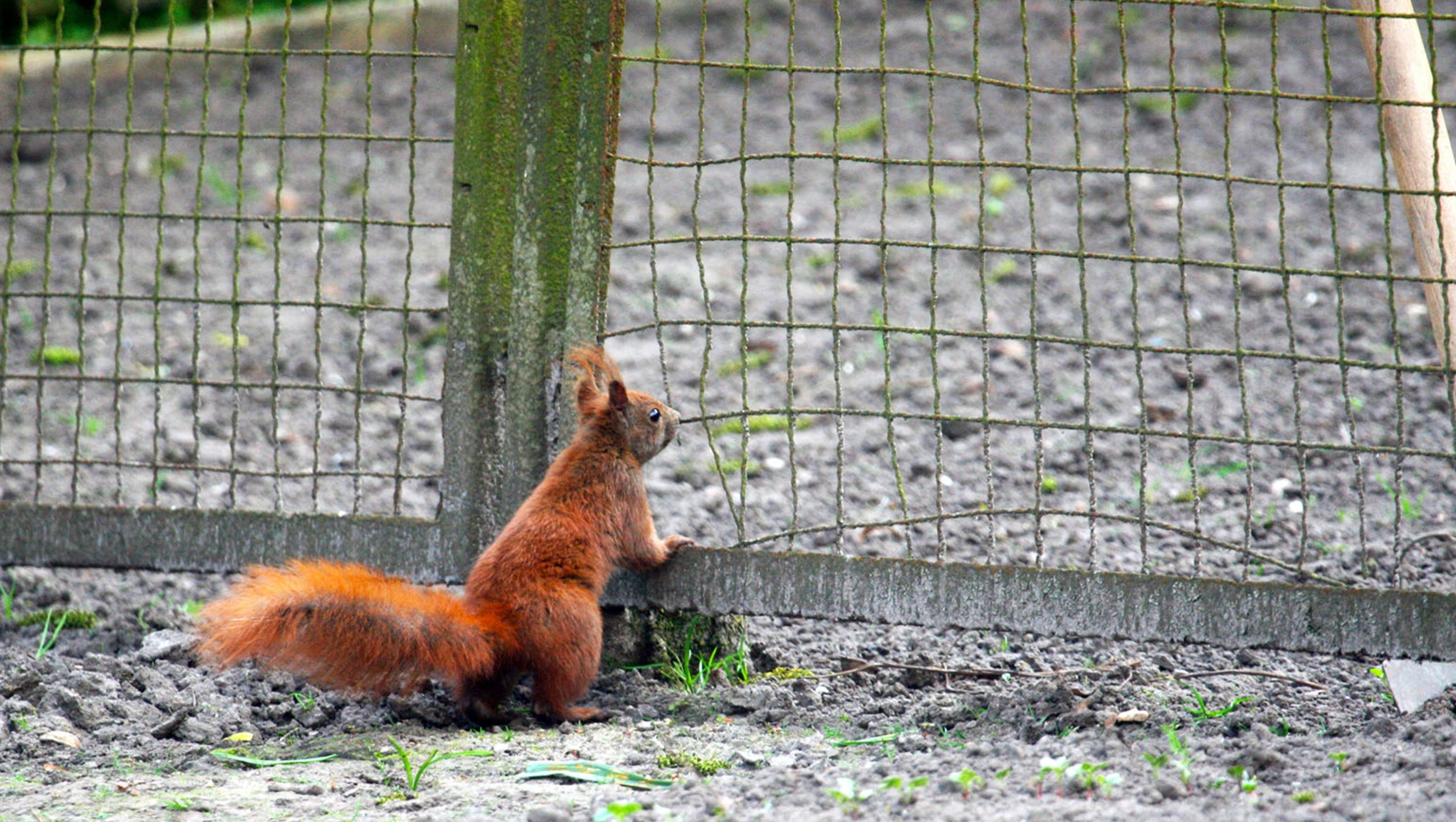 keep squirrels out of the garden_7c4e8146 b4c5 4b72 b424 1c1052a9050a