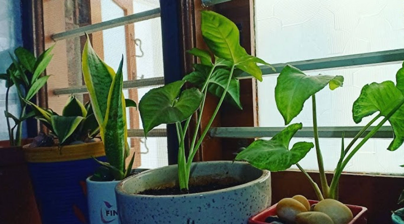 how to water houseplants properly_2c0490d4 2c22 4641 881d ff4a17287265