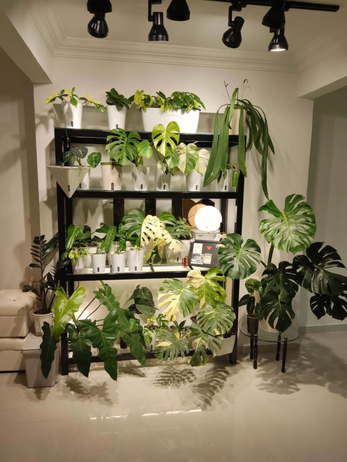 how to water houseplants properly_3d3a3a5f d636 49c9 8768 e6a7c418ed9b