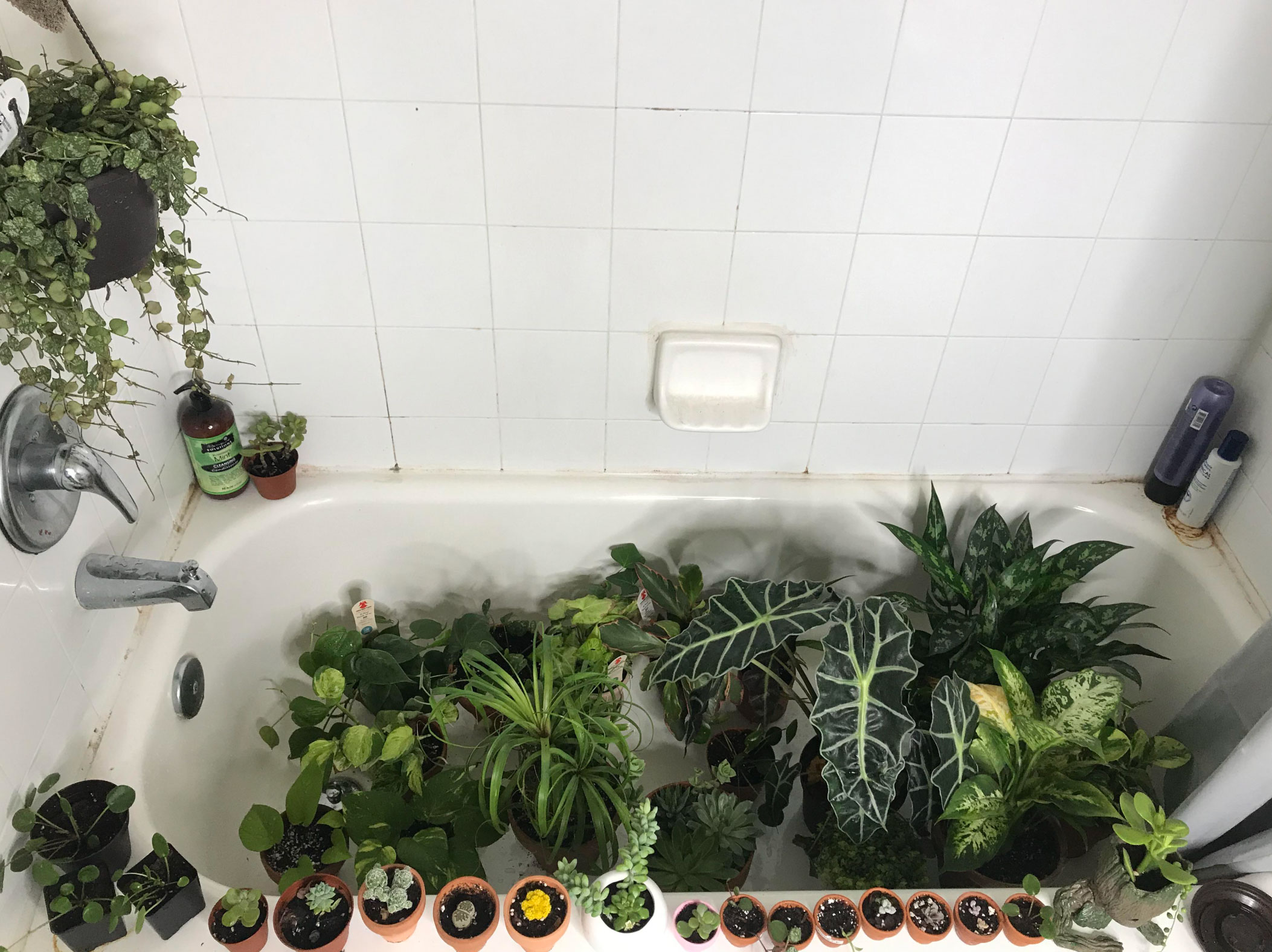 how to water houseplants properly_488a4a97 603f 4569 a03e 0b99ca9e9bc4