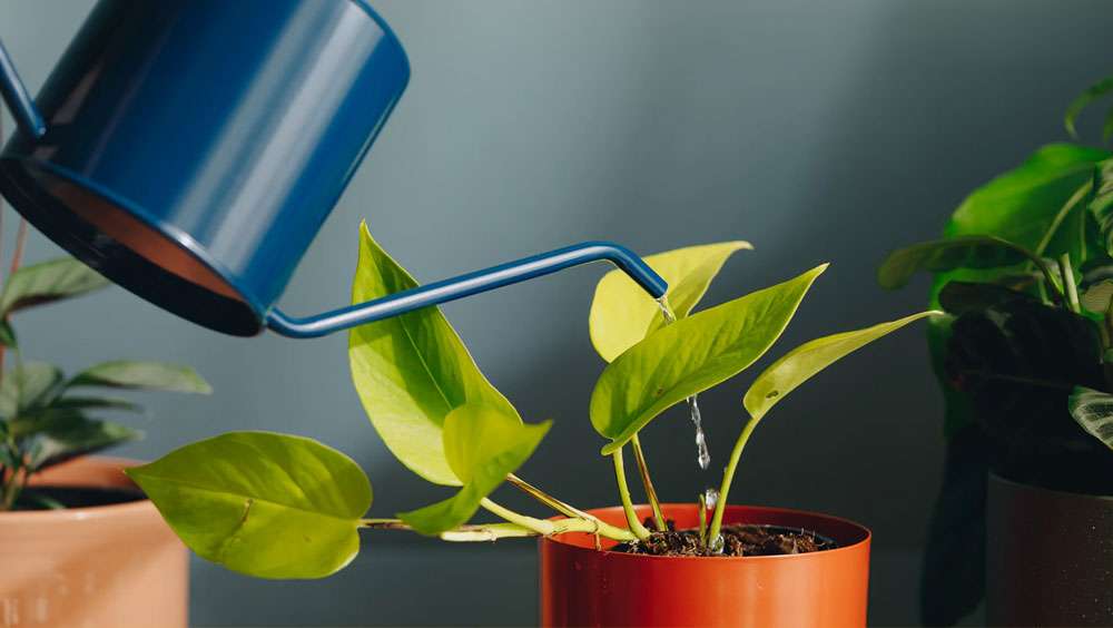 How To Water Houseplants