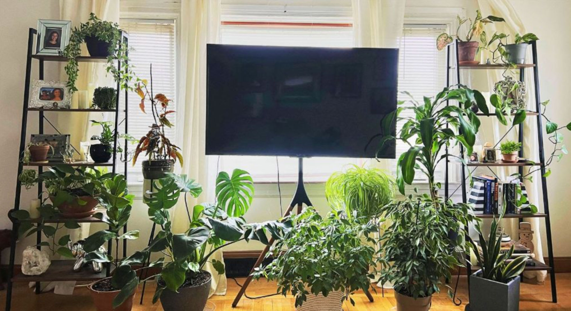 how to water houseplants properly_643f5654 ad86 46ab bad2 8a5bf86c0460