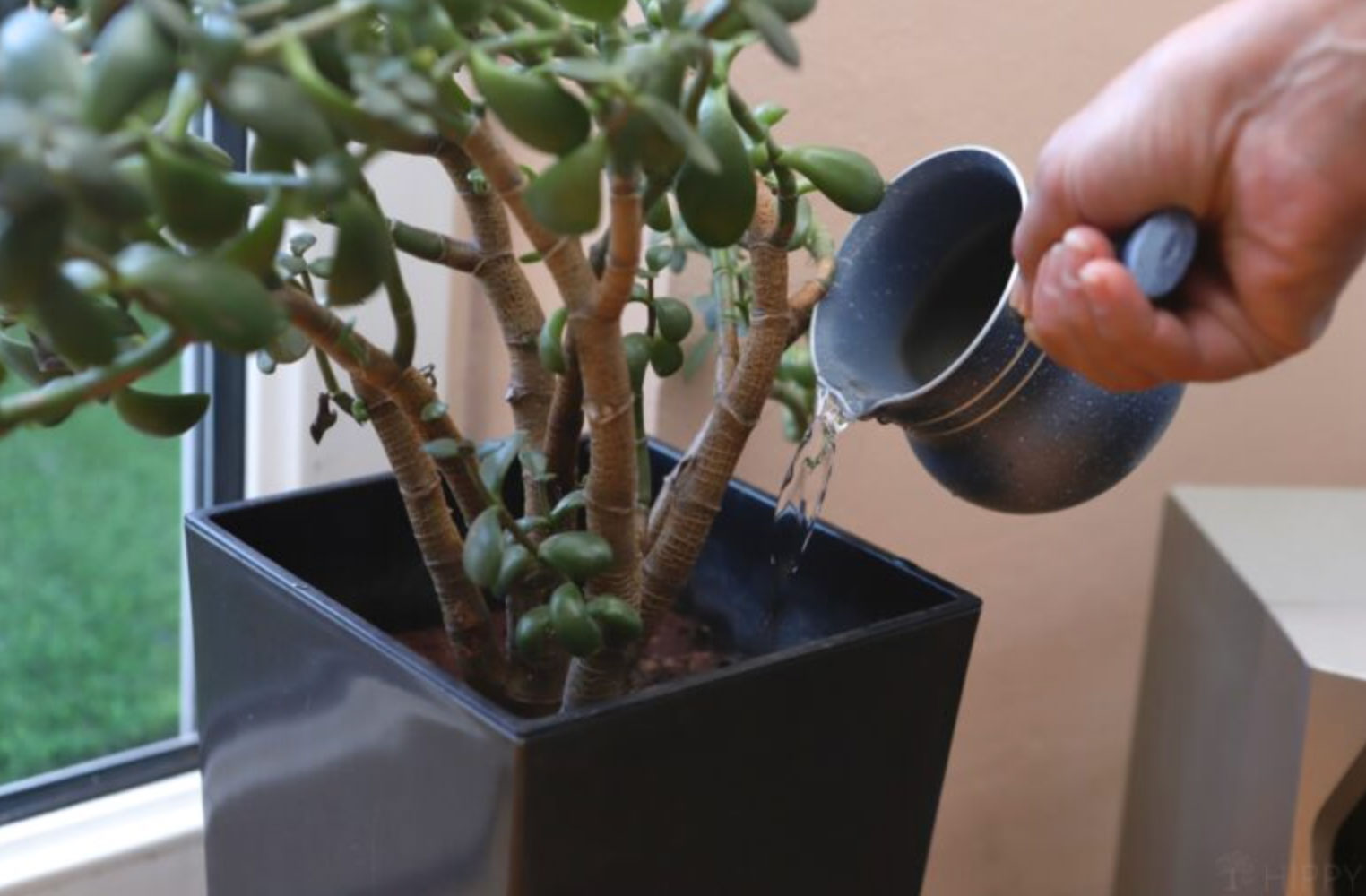 how to water houseplants properly_a4006775 31eb 403c bcb5 a23eec82d39c
