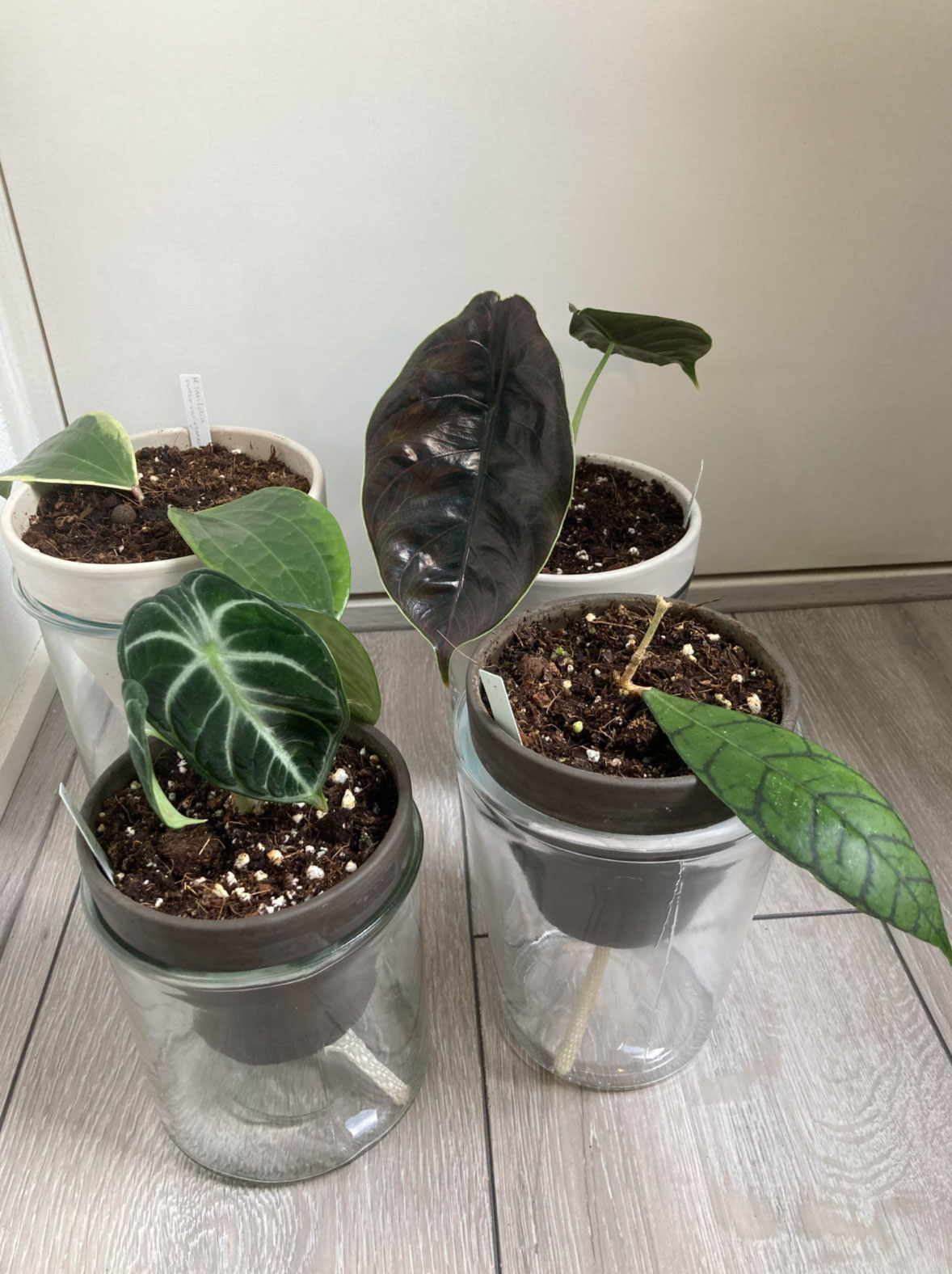 how to water houseplants properly_c3b866a3 49fd 4647 b1e8 4ced97011a4e