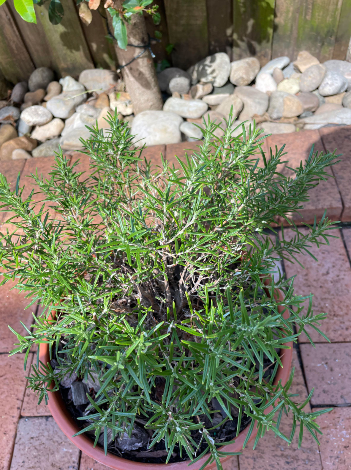 mosquito repellent plants for your garden_634e0693 eac9 4a8a adad 9b7fadd554d6