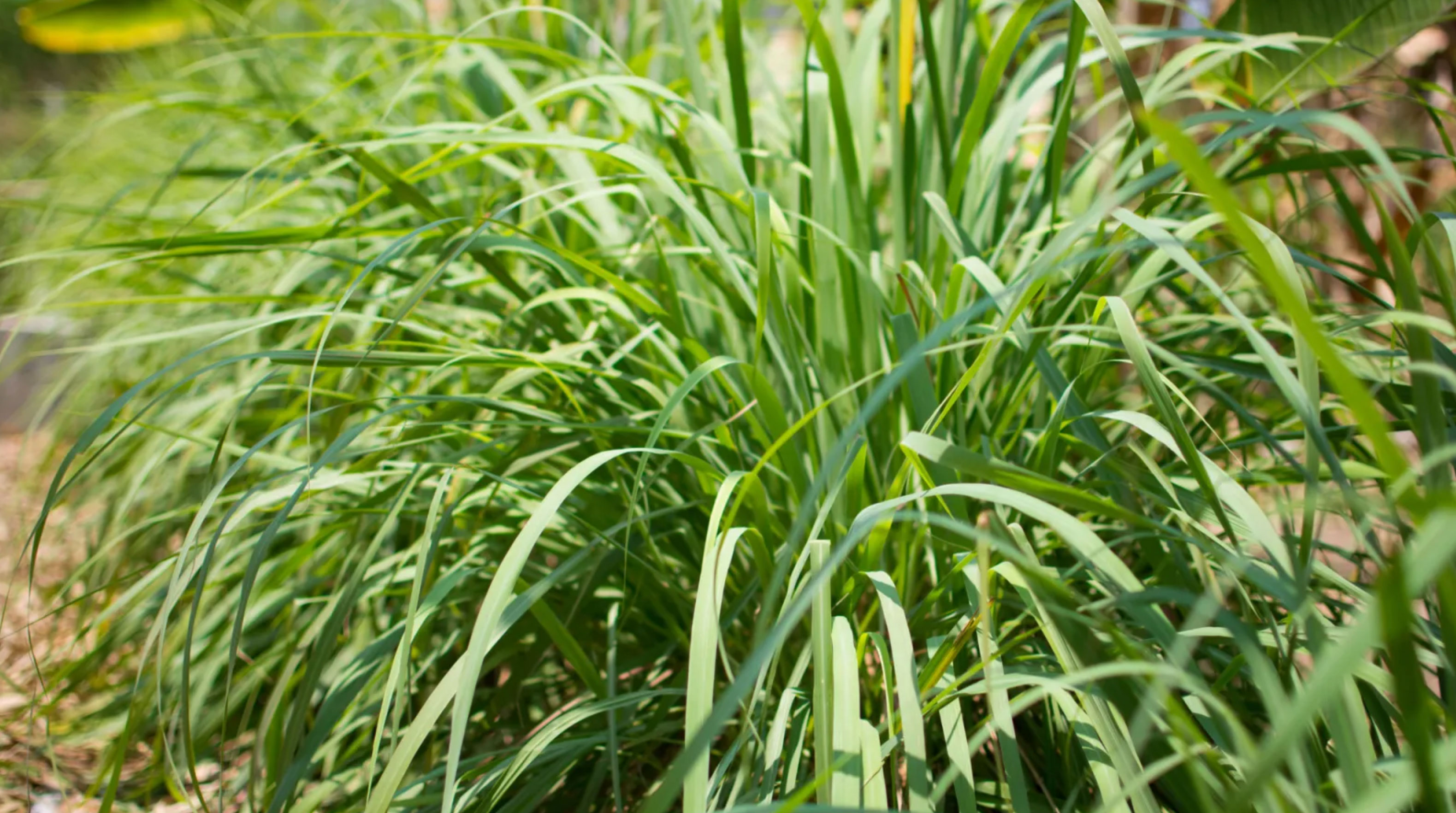 mosquito repellent plants for your garden_78f3659c 4766 4f25 9f79 7b6615495095