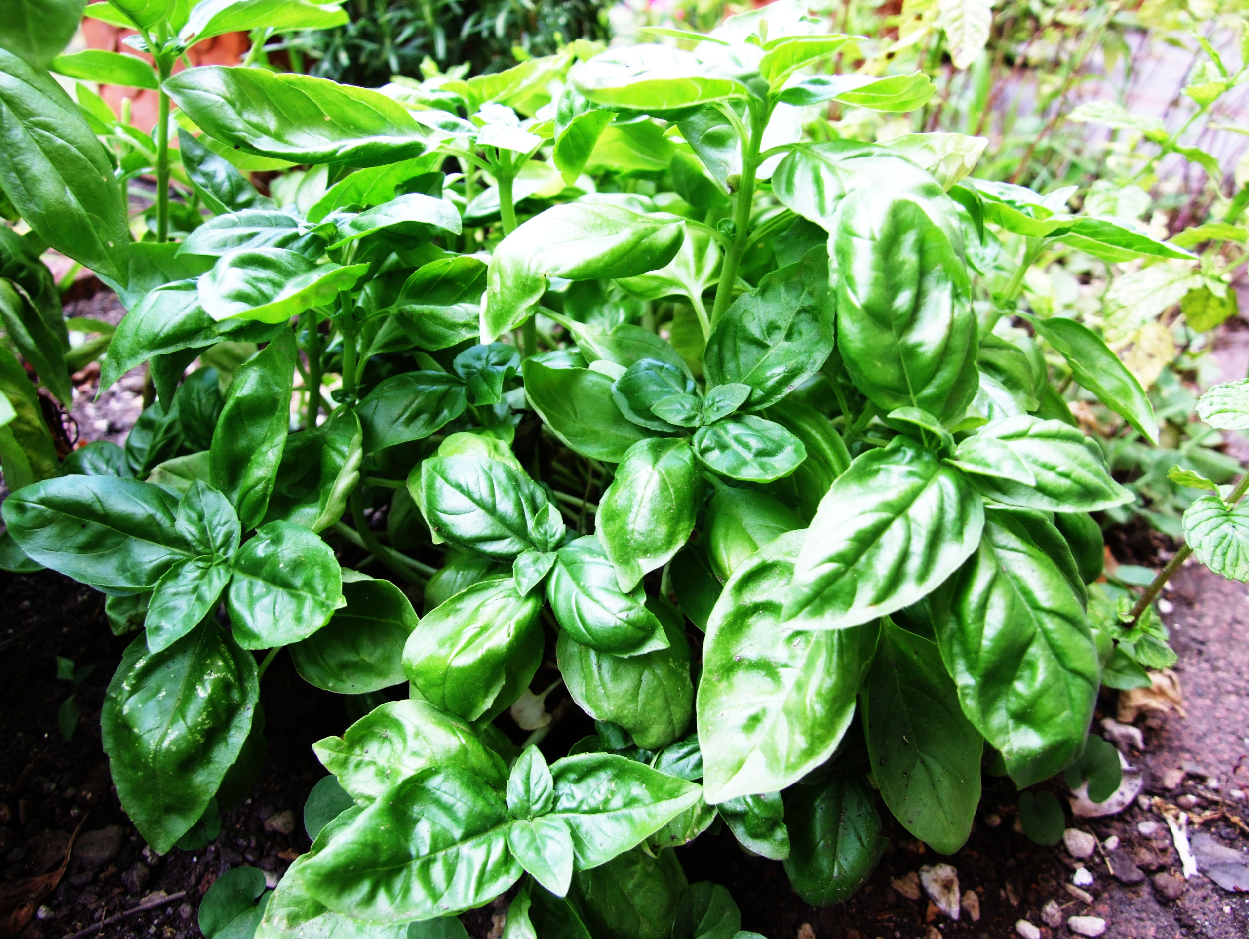 mosquito repellent plants for your garden_a5787fef 3256 490f 85c9 d88f28a30165