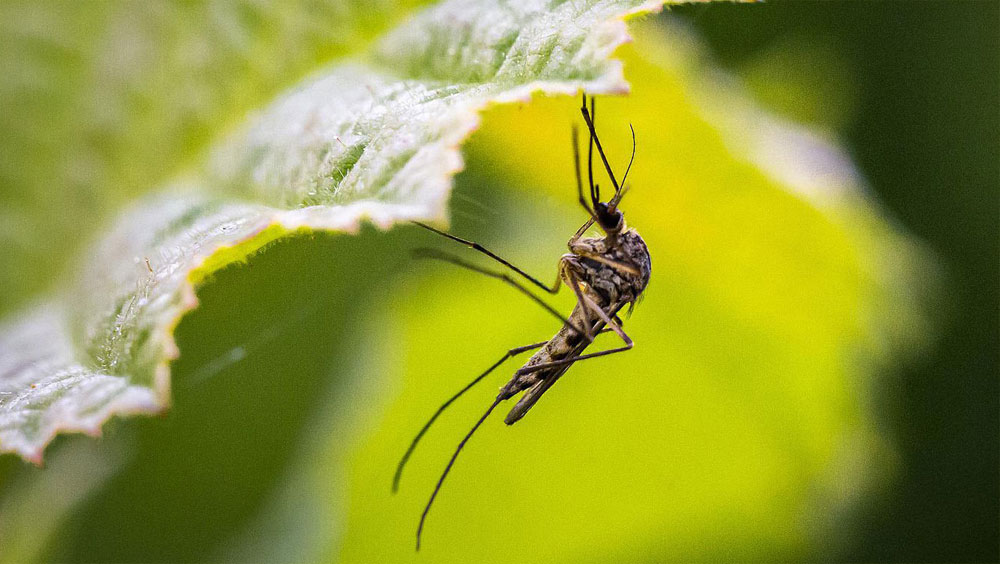 The Best Mosquito Repellent Plants For Your Garden