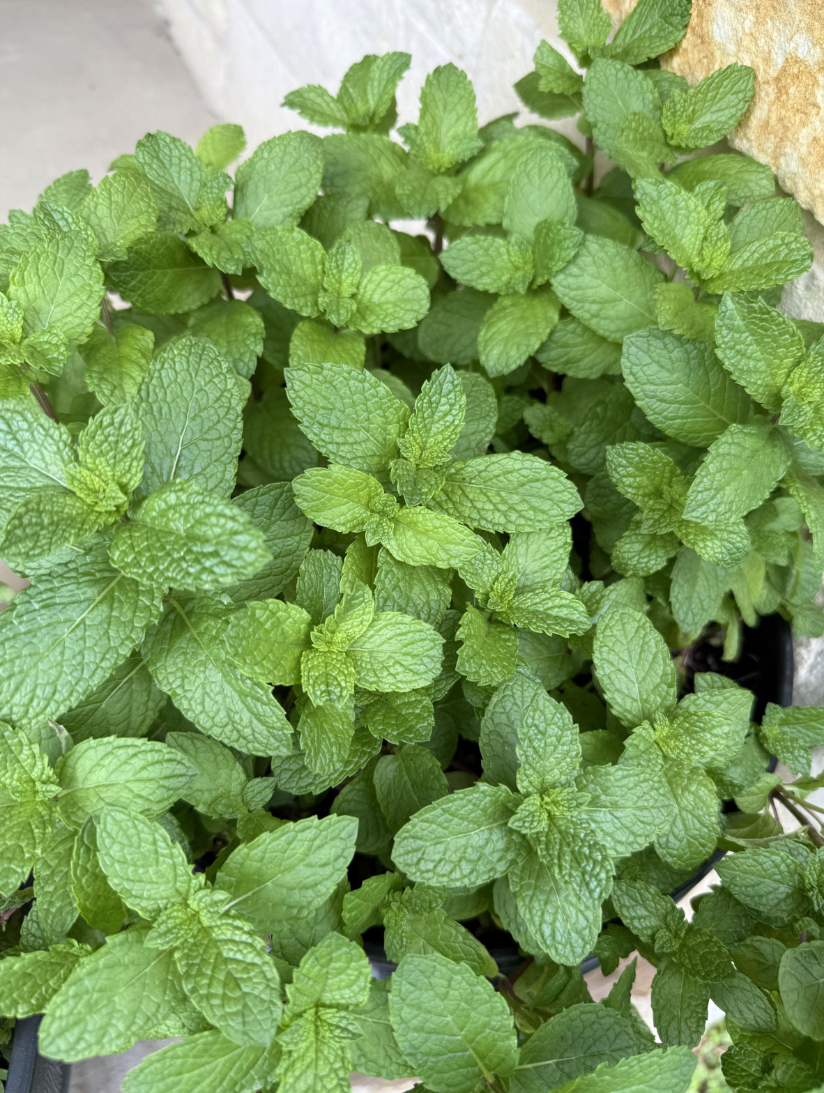 mosquito repellent plants for your garden_dcba2376 5c7d 412f 90e9 e35ec741ecd1