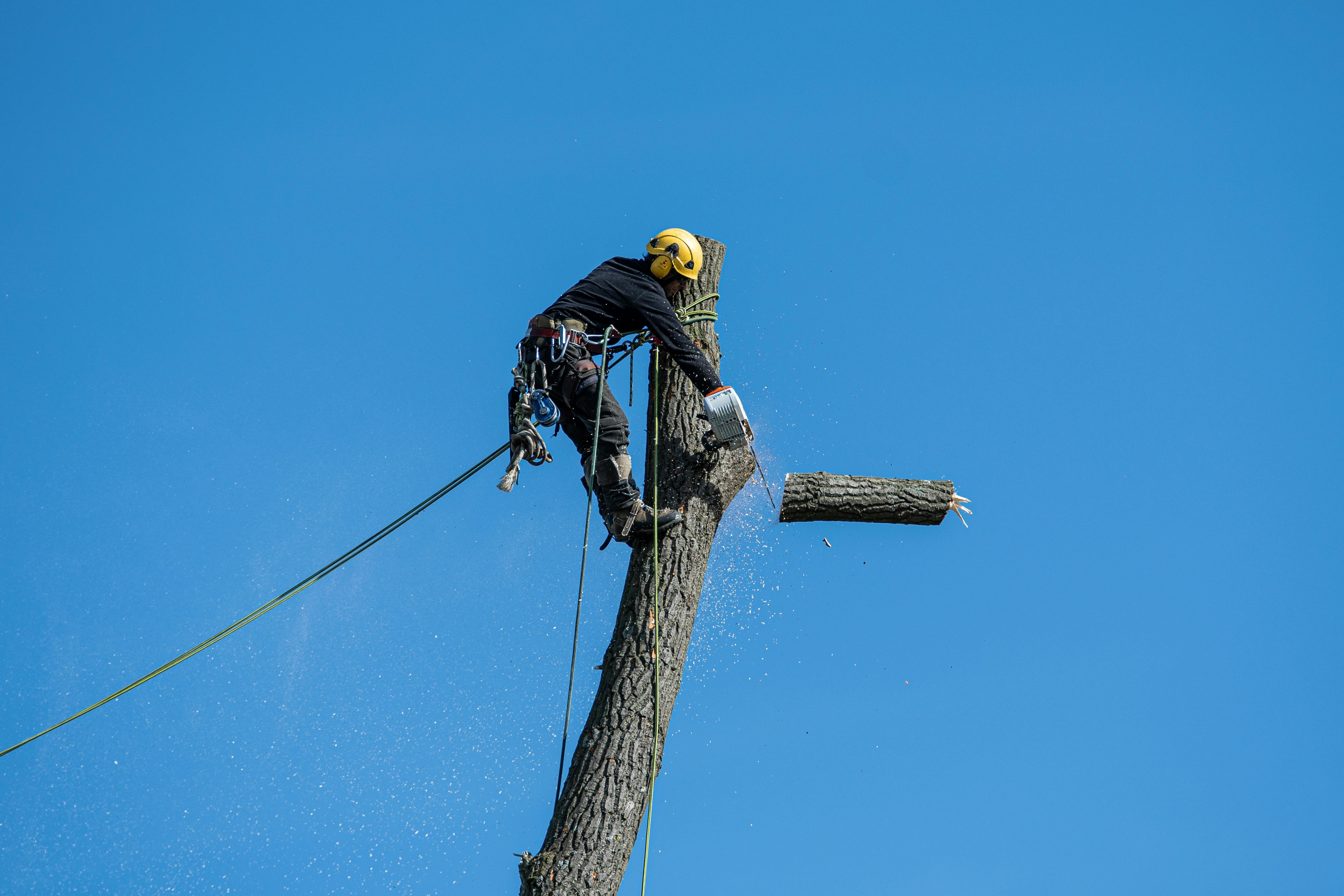 Top Benefits of Tree Cutting Service You Should Know
