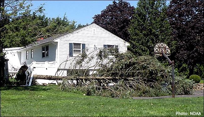 1770396066964_houseandtree