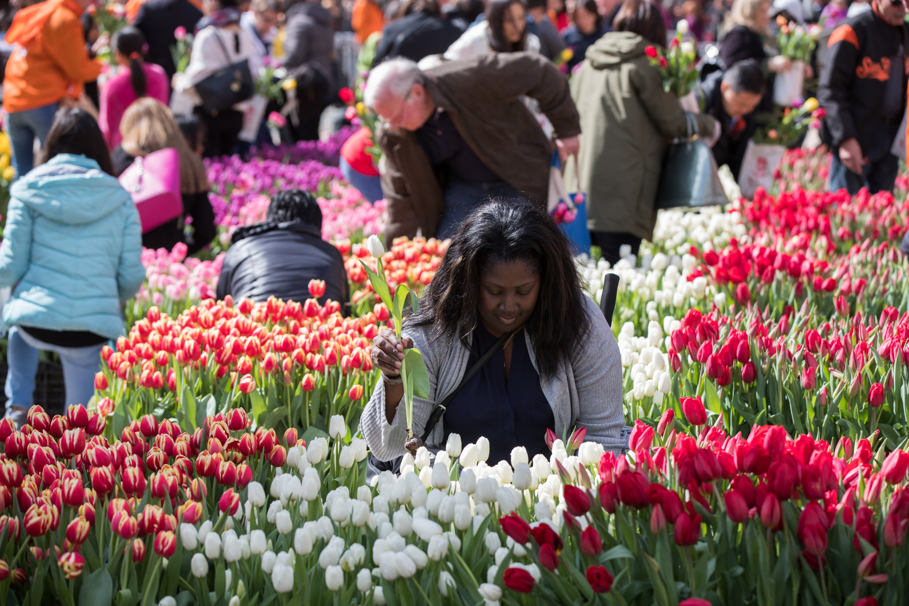 How to Experience Tulip Day in Washington DC: Complete Guide to the National Mall Flower Festival