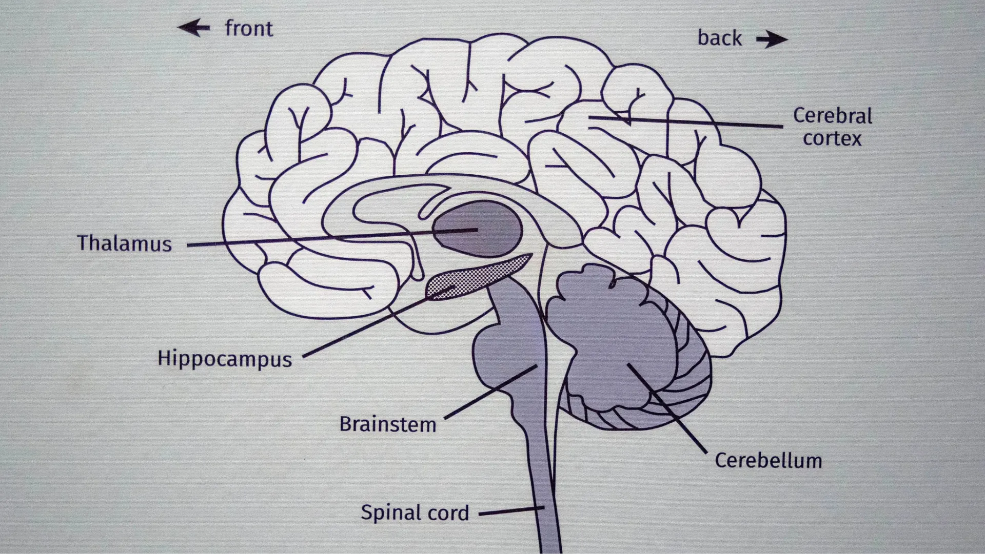 1775577245622_BRAIN DIAGRAM