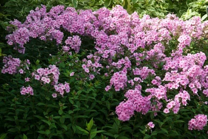 1779460355941_perennial phlox in border glossary 420x280