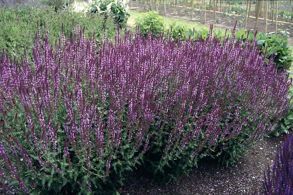 1779460356206_salvia nemorosa amethyst _rhs_wsy0006258