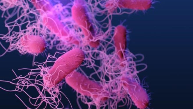 1786113648524_salmonella_1