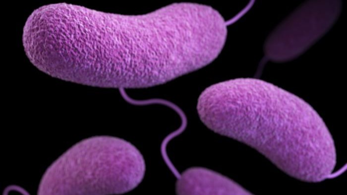 What Is Vibrio Vulnificus? The Gulf Coast Bacteria Explained