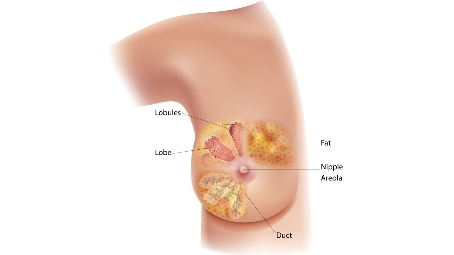 1786545432535_female breast diagram 16x9 1