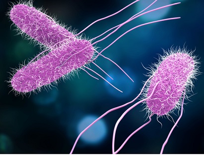 1786719384177_salmonella_salmonellosis