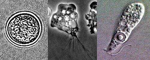 1789744349999_500px Naegleria_fowleri_lifecycle_stages