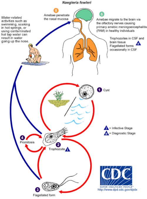 1789744350147_500px Nfowleri_LifeCycle