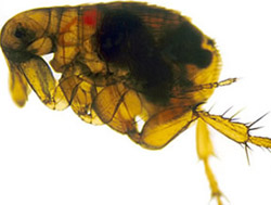 1791211812666_Flea_infected_with_yersinia_pestis