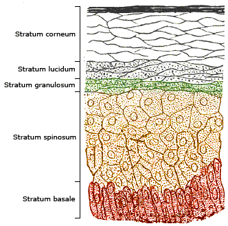 1793292796618_Skinlayers